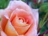 Tourbillon rose...